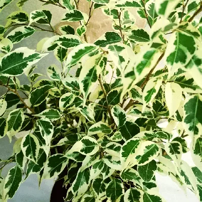 Verigated Ficus Starlight Outdoor Plant, Size: 12*13, 8 Feet at Rs 49/plant  in East Godavari