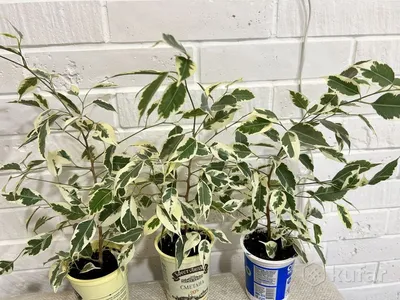 Ficus Benjamina Starlight 10\" bush