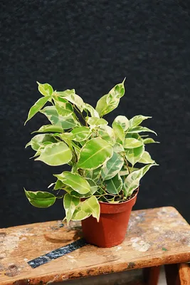 Ficus Starlight (Braided) 16cm - Organic Matter SA