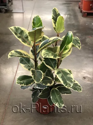 Фикус Эластика Тинеке Разветвленный (Ficus Elastica Tineke)