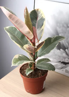 Фикус эластика Тинеке ⌀12 30 см купить в Москве с доставкой | Магазин  растений Bloom Story (Блум Стори)