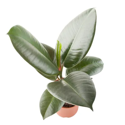 Поставщики Ficus Elastica Tineke - Ficus Elastica Tineke оптом - PLANT FUN
