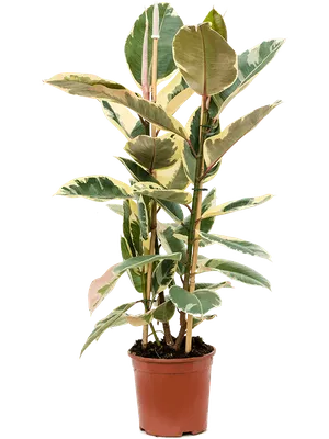 Два Ботаника - Комнатное растение Фикус Эластика Тинеке 90 см 1 ствол, арт.  8191733