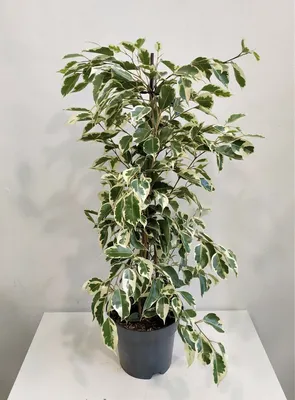 Фикус Бенджамина Твилайт (Ficus Benjamina Twilight)