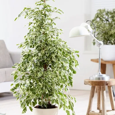 Buy weeping fig ( syn. Ficus benjamina Twilight ) Ficus benjamina 'Twilight'