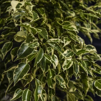 Indoor Plants: Ficus Twilight from Romano Cassar Florists