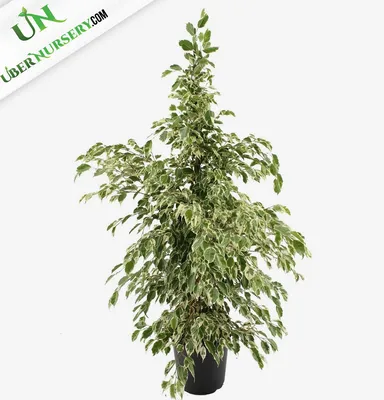 Ficus Benjamina Or Twilight - Uber Nursery