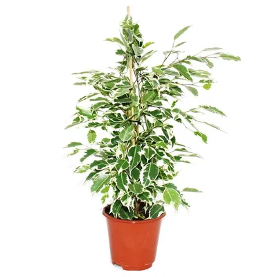 Exotenherz - Birkenfeige - Ficus \"Twilight\" - weiss-bunte Blätter - 1  Pflanze - pflegeleicht - luftreinigend- 12cm Topf | Pflanzen, Ficus, Bunte  blätter