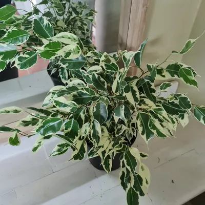 Ficus Benjamina Twilight | Deco Plants