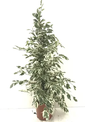 Ficus benjamina Twilight | Planten Van Doorslaer