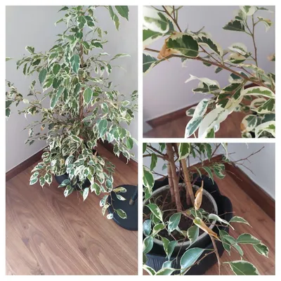 My Ficus Benjamina Twilight is dropping leaves, and now some are turning  brown and yellowing. : r/plantclinic