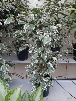 Ficus Twilight – Horticulture Dumont