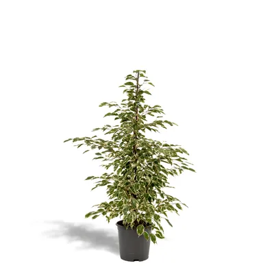 Ficus Benjamina Twilight - Hello Plants
