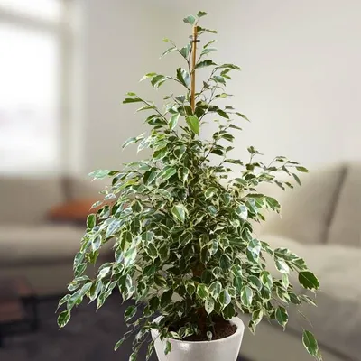 Buy Ficus benjamina Twilight affordable | Gardens4you.ie