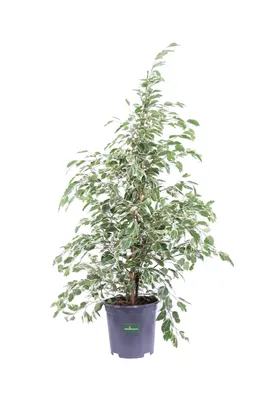 Ficus Benjamin Twilight - Vivaio Online eGarden