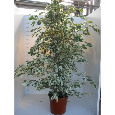 Ficus benjamina 'Twilight' - Hauteur 120cm en pot de D20cm