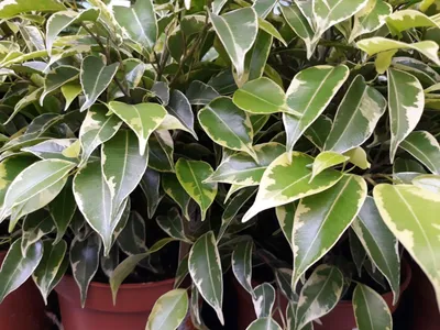 Ficus benjamina 'Twilight'