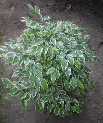 Ficus benjamina twilight - 2 plants/pot – Floraria Secret Garden (SG)