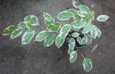 Cling-On® Over the Edge™ - Ficus Benjamina - Ficus benjamina | Proven  Winners