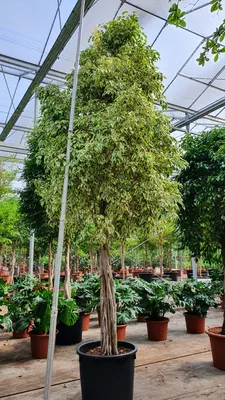 Ficus benjamina 'Twilight' | Ficus benjamina | Ficus benjamina | Ficus |  Foliage Plants | All products | Hamiplant