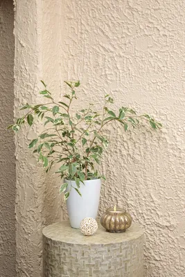 135 - 150cm Ficus Twilight Rubber Plant 27cm Pot House Plant – Plants For  All Seasons