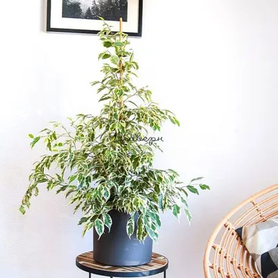 Cling-On® Over the Edge™ - Ficus Benjamina - Ficus benjamina | Proven  Winners