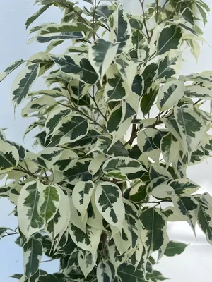 Ficus benjamina 'Twilight' Stock Photo - Alamy