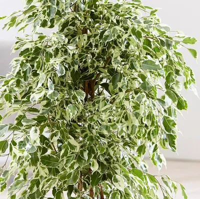 Buy weeping fig ( syn. Ficus benjamina Twilight ) Ficus benjamina Twilight:  £32.24 Delivery by Crocus