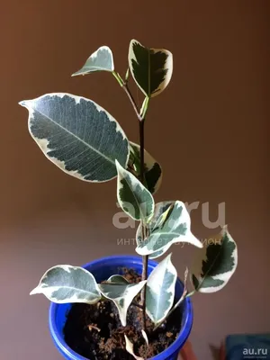 135 - 150cm Ficus Twilight Rubber Plant 27cm Pot House Plant – Plants For  All Seasons