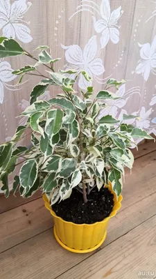 Ficus benjamina variegated twilight white and green plant foliage Stock  Photo | Adobe Stock