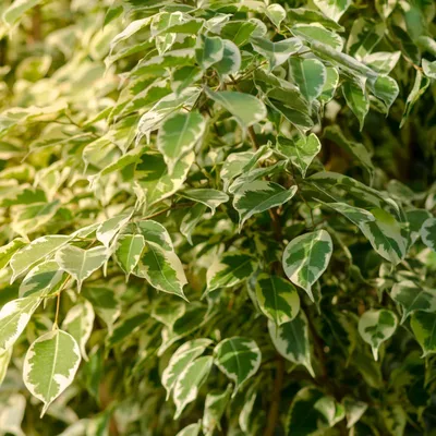 Indoor Plants: Ficus Twilight from Romano Cassar Florists