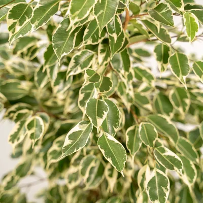 Ficus Benjamina Twilight - Hello Plants