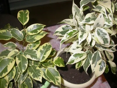 Buy Ficus Twilight | Notcutts Garden Centres