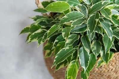 Ficus benjamina 'Twilight' - Weeping Fig (17cm Pot) - Coolings Garden Centre