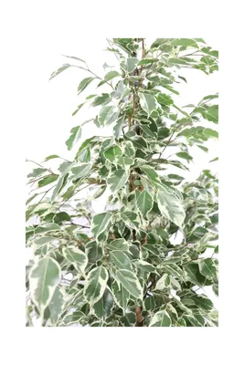 Ficus benjamina Twilight - Weeping Fig Tree - Branched | Hortology