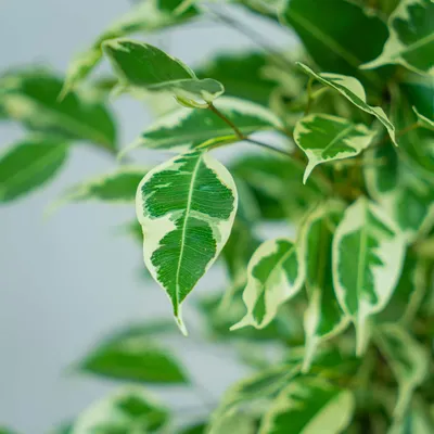 Ficus Twilight – Tàndem Garden