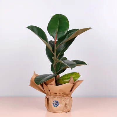 Фикус бенджамина переплетенный гигант высотой 140см в горшке (Ficus  benjamina exotica twist) в горшке: купить с доставкой в СПб, цены