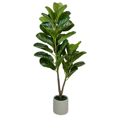 Фикус бенджамина переплетенный гигант высотой 120см в горшке (Ficus  benjamina exotica twist) купить с доставкой в СПб