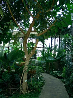 Ficus elastica | Отдел «Ботанические экспозиции»