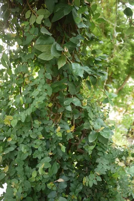 Коллекции растений ЦСБС СО РАН - Ficus pumila L. – Фикус карликовый