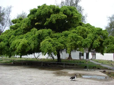 Фикус Бенджамина в природе (69 фото) »