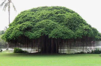 Фикус - история дерева из индийских джунглей | Дневник Виктории М. | Дзен
