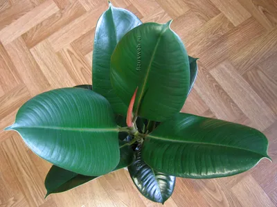 Фикус Робуста уход фото / Ficus Robusta