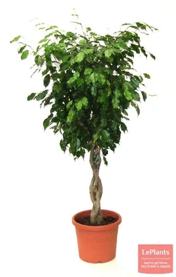 🪴Фикус лировидный Бамбино (Ficus lyrata) – вечнозеленое дерево родом из  тропиков западной Африки. 🍀Свое название фикус лирата получил… | Instagram