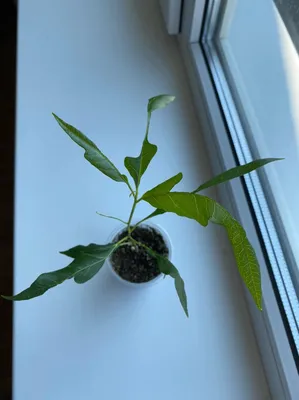Фикус микрокарпа: размножение, выращивание, уход в домашних условиях (80  фото). Как посадить гинсенг, мокламе, вестлэнд, вариегату правильно?