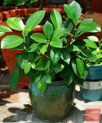 ФИКУС ЛИРАТА БАМБИНО Фикус лировидный бамбино относится к миниатюрным видам  растения🪴Обладая глянцевыми широкими листьями формы лиры с… | Instagram