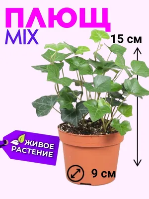 Плющ вьющийся h50\" купить по низкой цене | Комнатное растение \"Плющ вьющийся  h50\" в интернет-магазине kashpo.store