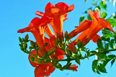 Парфеноциссус ползучий, стелющееся растение, трехлистное лианы, пятилистный  вьющийся цветок, садовое растение в горшке, лоза плюща, лиана