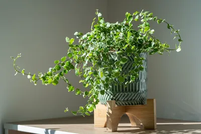 Продам Шикарнейший вьющийся кактус: цена 150 грн - купить Комнатные  растения на ИЗИ | Киев