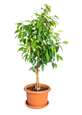 Фикус каучуконосный (Ficus elastica) — Рассада цветов и овощей.